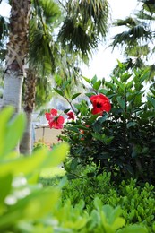 Photo of Beautiful blooming hibiscus bush outdoors on sunny day