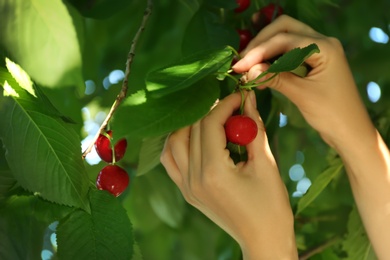 Photo of Woman picking tasty ripe cherries outdoors, closeup