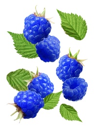 Falling fresh tasty blue raspberries on white background