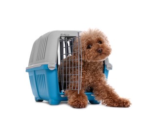 Travel with pet. Cute dog in carrier on white background