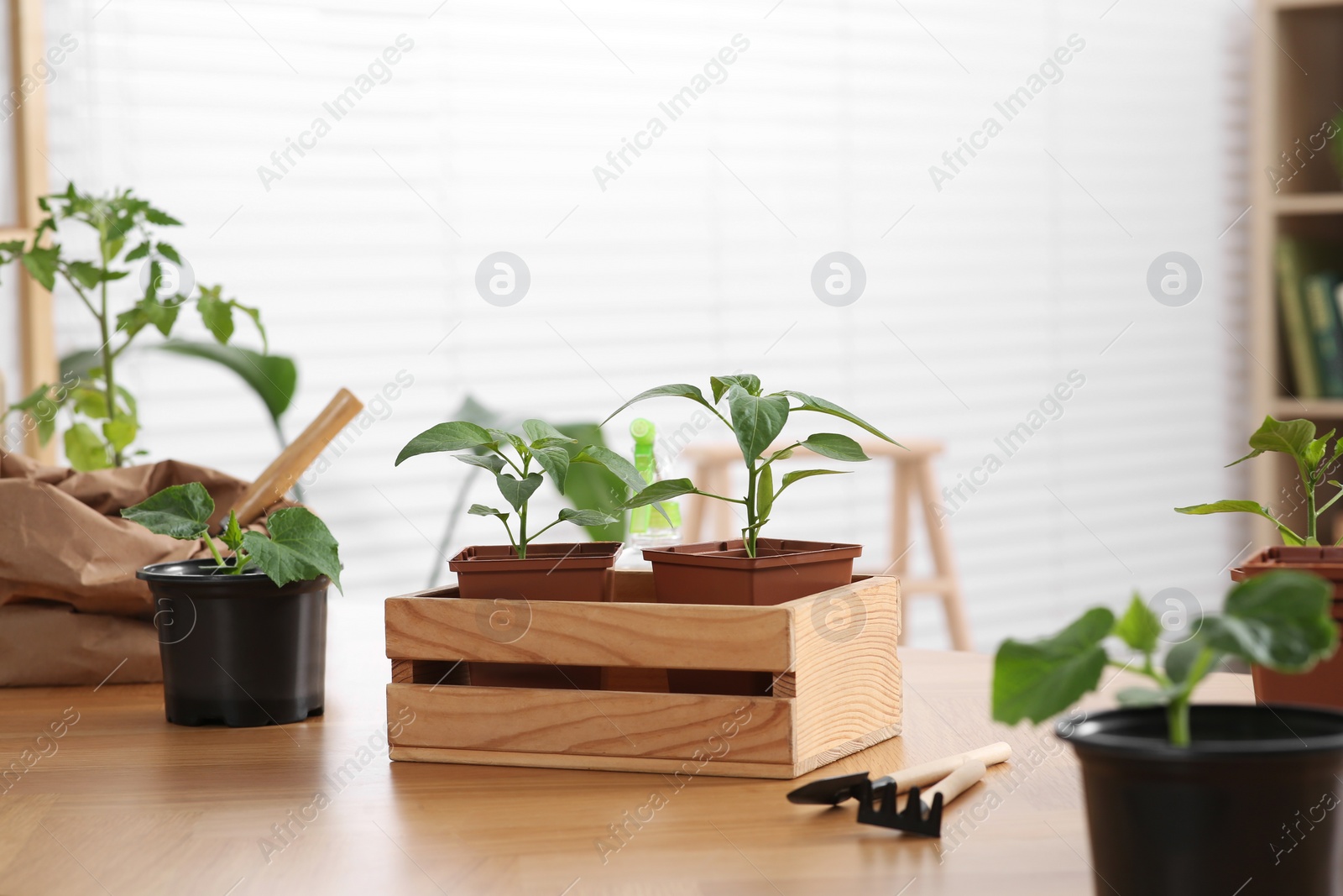 Photo of Seedlings growing in pots with soil on wooden table indoors