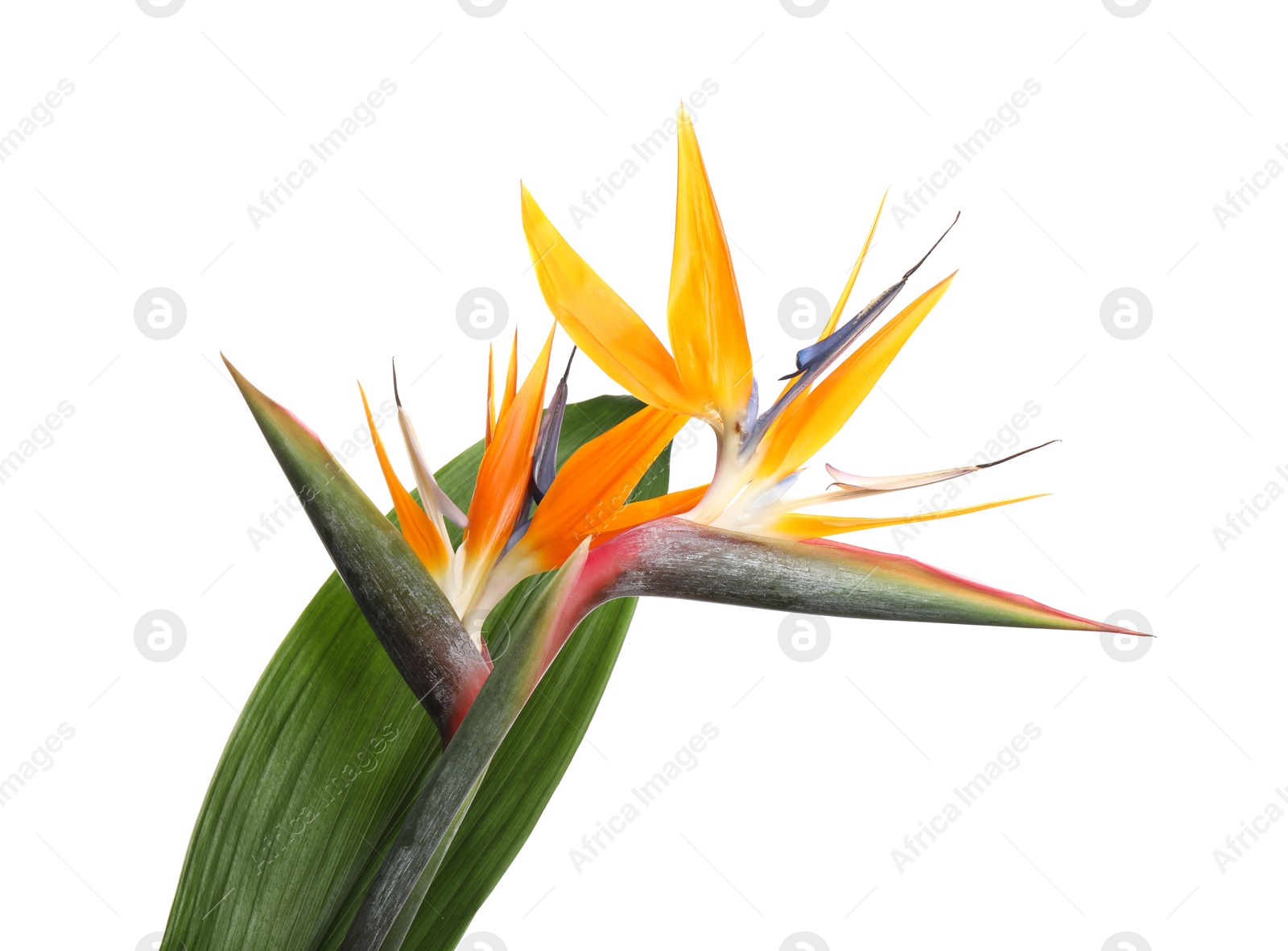 Photo of Bird of Paradise tropical flowers isolated on white