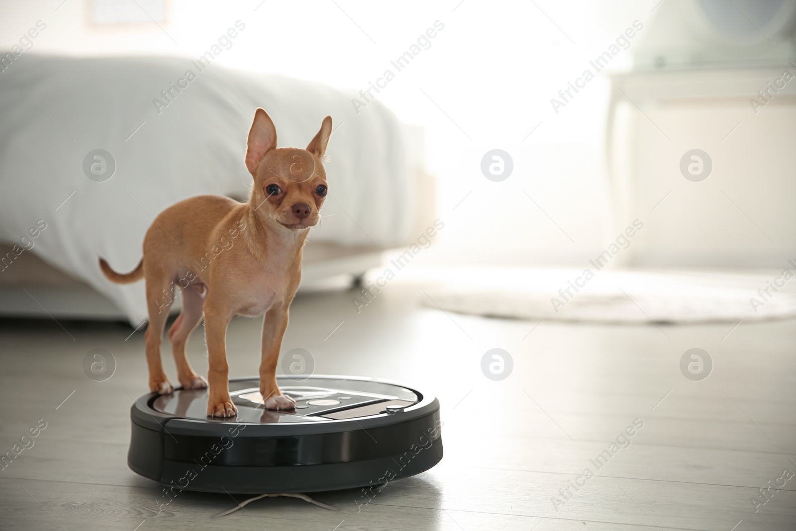 Photo of Modern robotic vacuum cleaner and Chihuahua dog on floor in bedroom