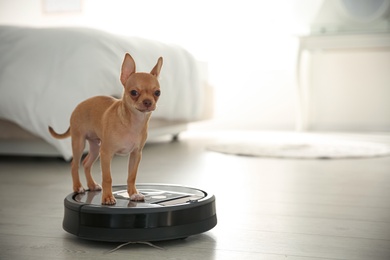 Photo of Modern robotic vacuum cleaner and Chihuahua dog on floor in bedroom