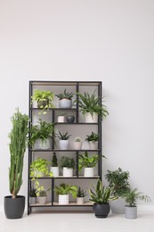 Photo of Shelving unit with many beautiful houseplants near white wall indoors. Interior design