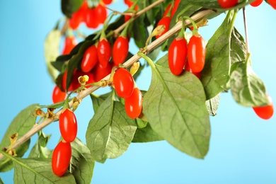 Photo of Branch with ripe fresh goji berries outdoors