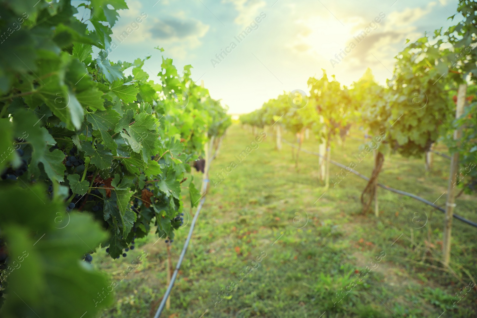 Photo of Beautiful view of vineyard with ripe grapes