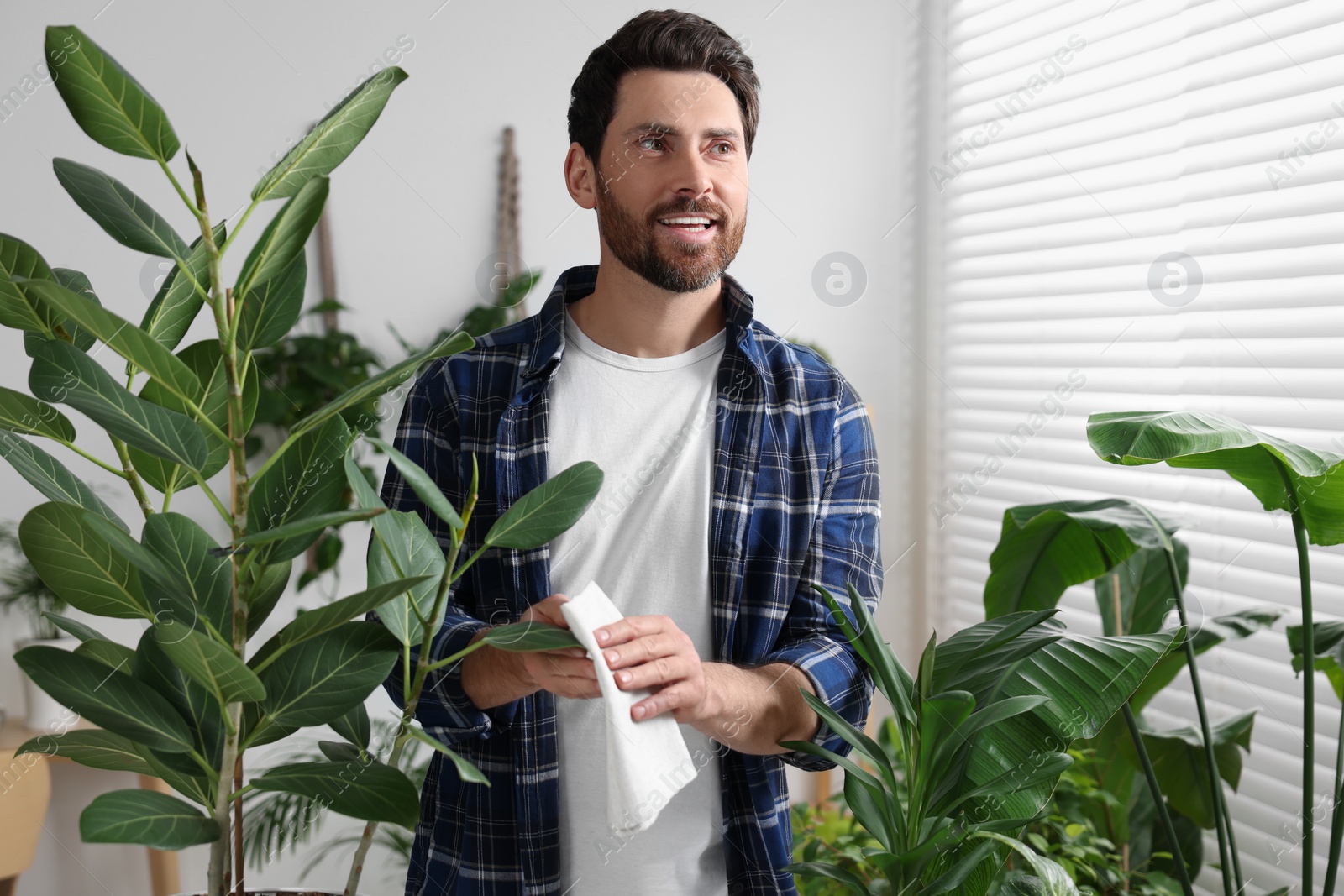 Photo of Man wiping leaves of beautiful potted houseplants with cloth indoors