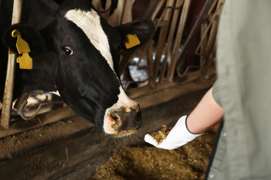 Photo of Worker feeding cow with hay on farm, closeup. Animal husbandry