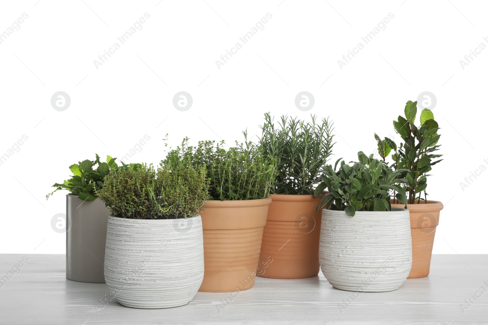 Photo of Pots with thyme, bay, sage, mint and rosemary on table against white background