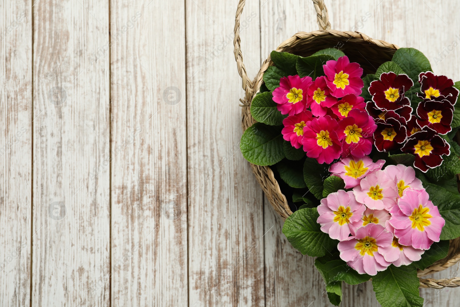 Photo of Primrose Primula Vulgaris flowers on white wooden background, top view with space for text. Spring season