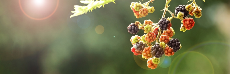 Image of Ripening blackberries on branch against blurred background, closeup. Banner design with space for text