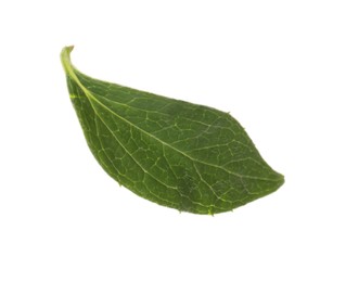 Photo of Fresh green jasmine leaf isolated on white