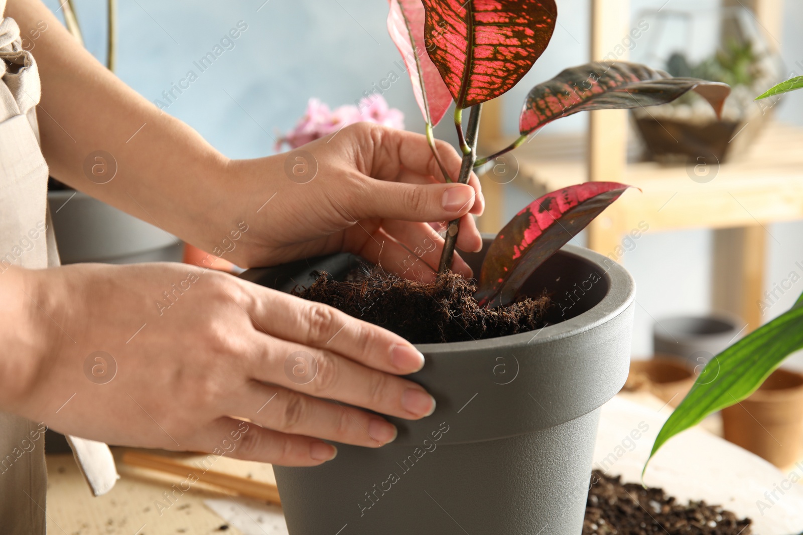 Photo of Woman transplanting home plant into new pot at table, closeup