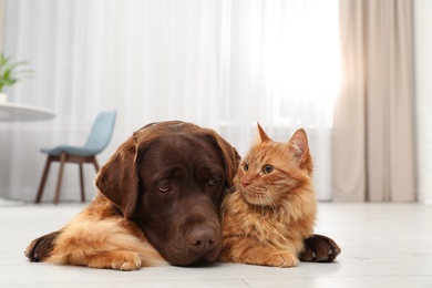 Photo of Cat and dog together on floor indoors. Fluffy friends