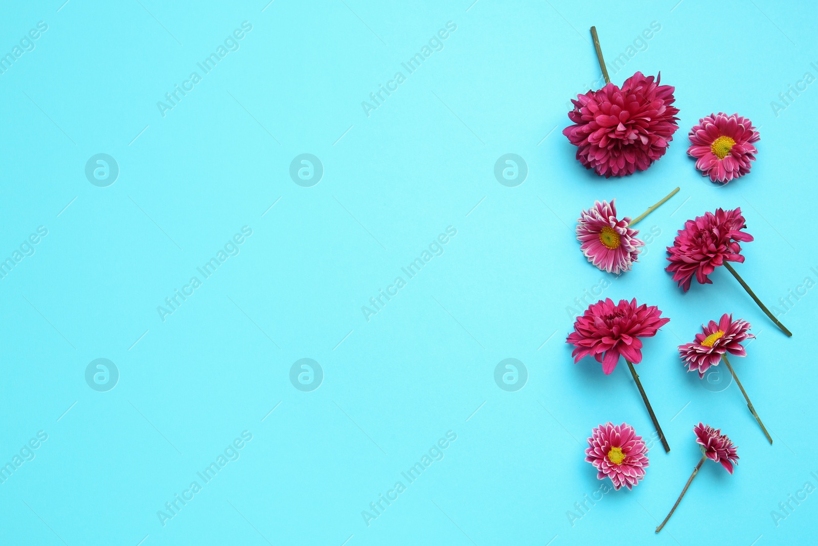 Photo of Beautiful chrysanthemum flowers on light blue background, flat lay. Space for text