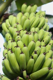 Unripe bananas growing on tree outdoors, low angle view