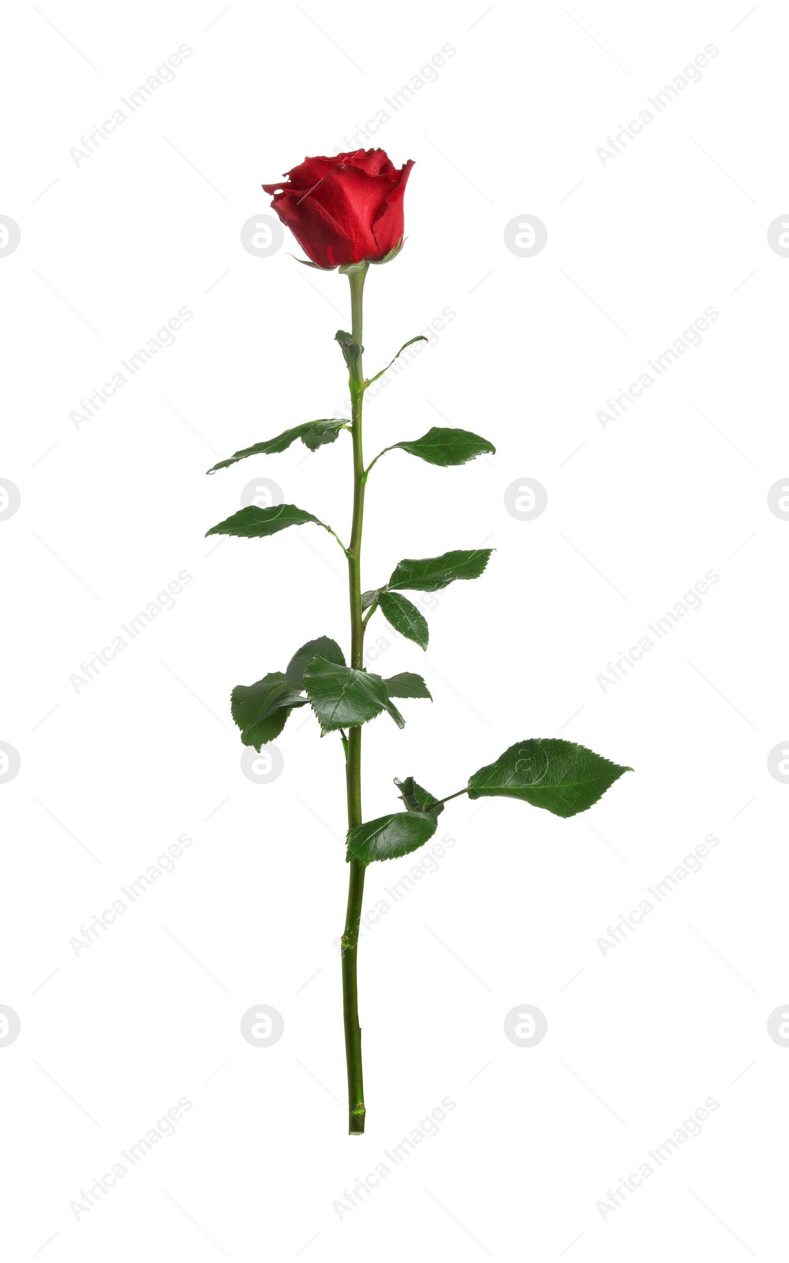 Photo of Beautiful fresh red rose isolated on white