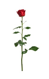 Photo of Beautiful fresh red rose isolated on white