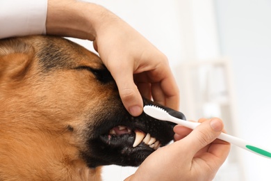 Woman cleaning dog's teeth with toothbrush indoors, closeup