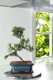 Photo of Japanese bonsai plant on white table indoors. Creating zen atmosphere at home