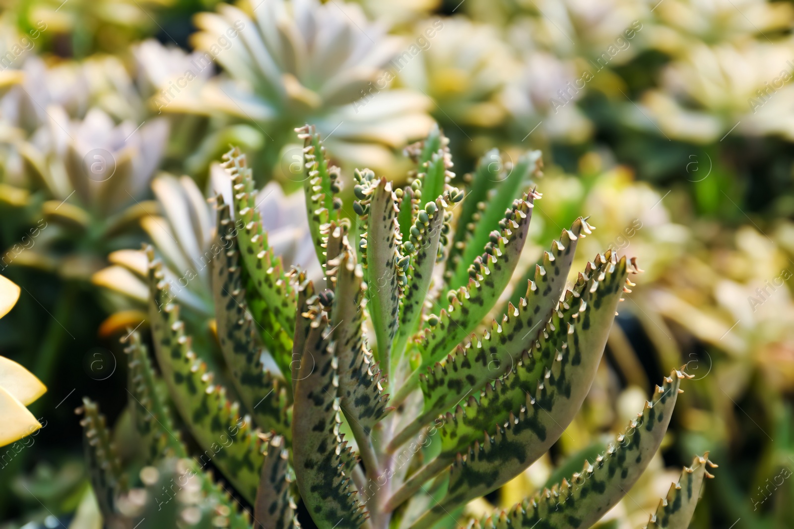 Photo of Beautiful kalanchoe growing outdoors, closeup. Exotic plant