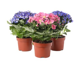 Photo of Beautiful cineraria plants in flower pots on white background