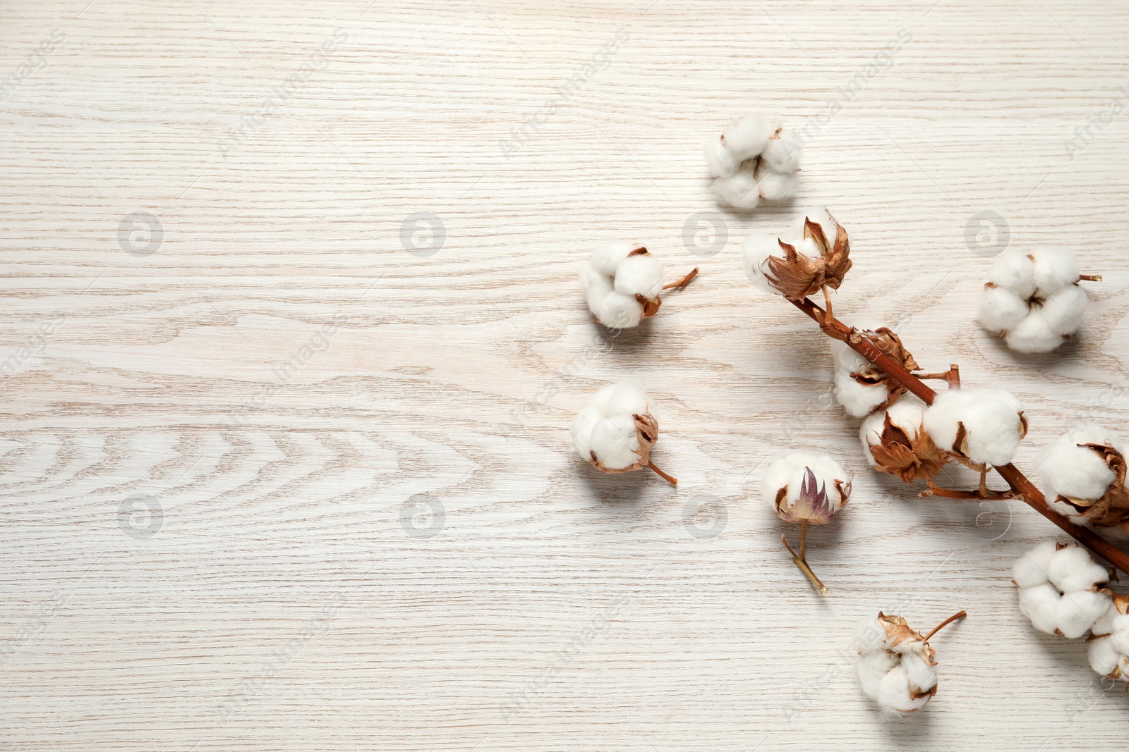 Photo of Dry cotton branch with fluffy flowers on white wooden table, flat lay. Space for text