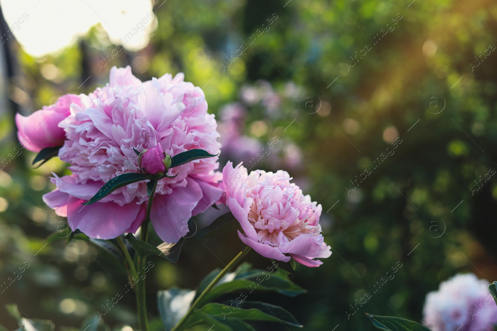 Photo of Blooming peony plant with beautiful pink flowers outdoors, closeup. Space for text