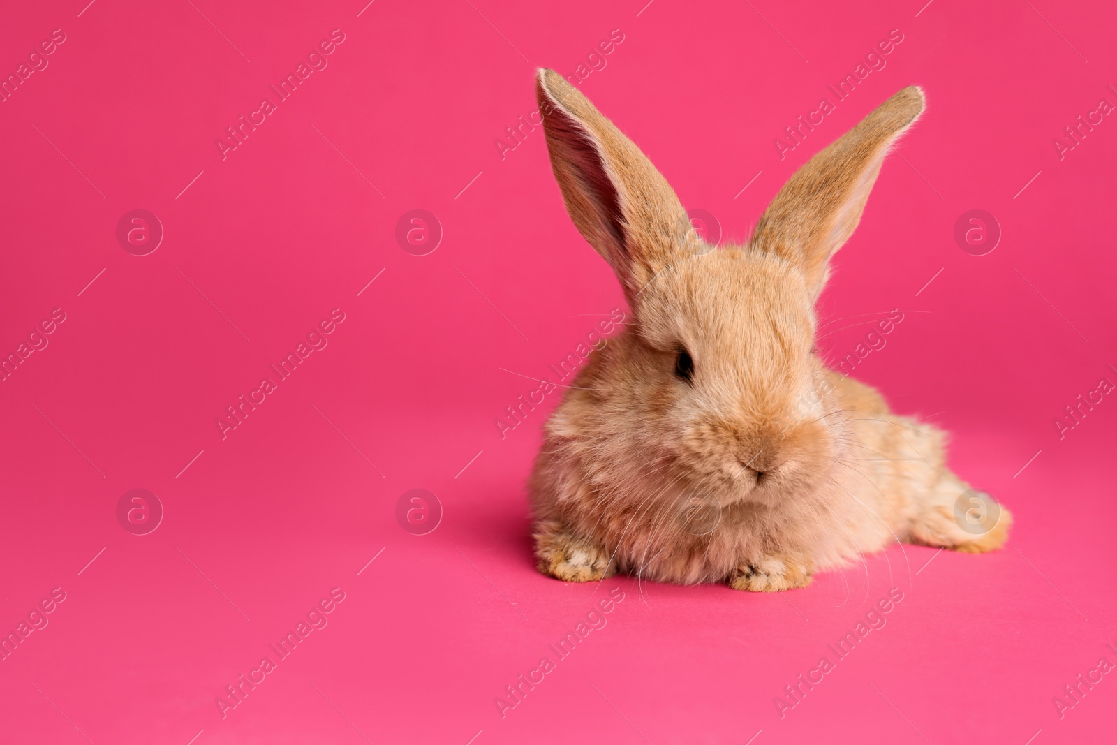 Photo of Adorable furry Easter bunny on color background, space for text