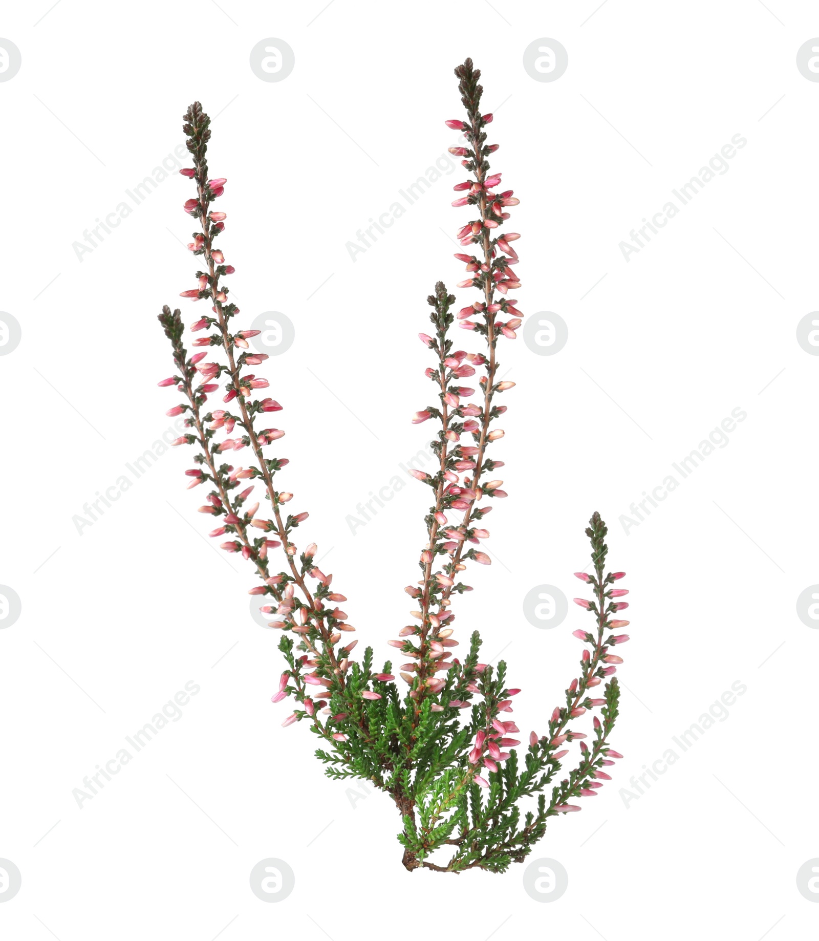 Photo of Branch of heather with beautiful flowers isolated on white