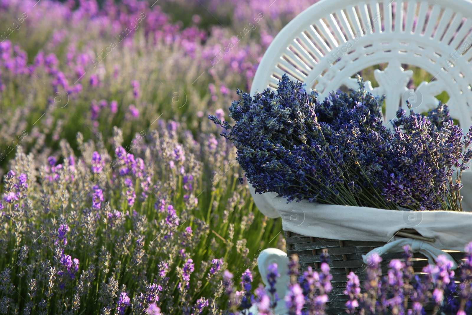 Photo of Wicker box with beautiful lavender flowers on chair in field, space for text