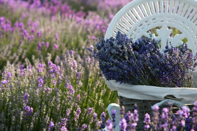 Photo of Wicker box with beautiful lavender flowers on chair in field, space for text