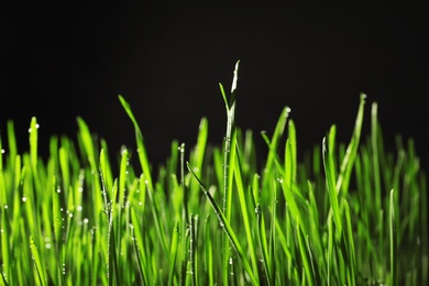 Photo of Green wheat grass with dew drops on black background, closeup