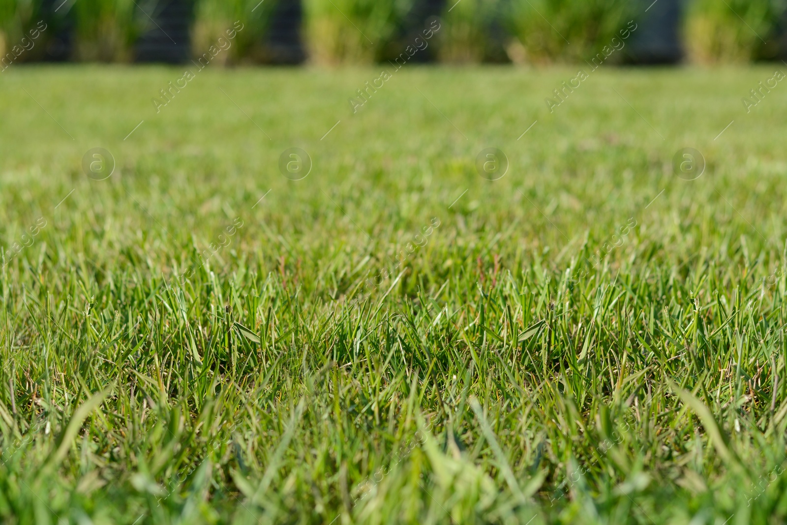 Photo of Beautiful lawn with green grass outdoors on sunny day, closeup