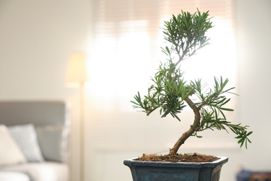 Photo of Japanese bonsai plant in living room, space for text. Creating zen atmosphere at home