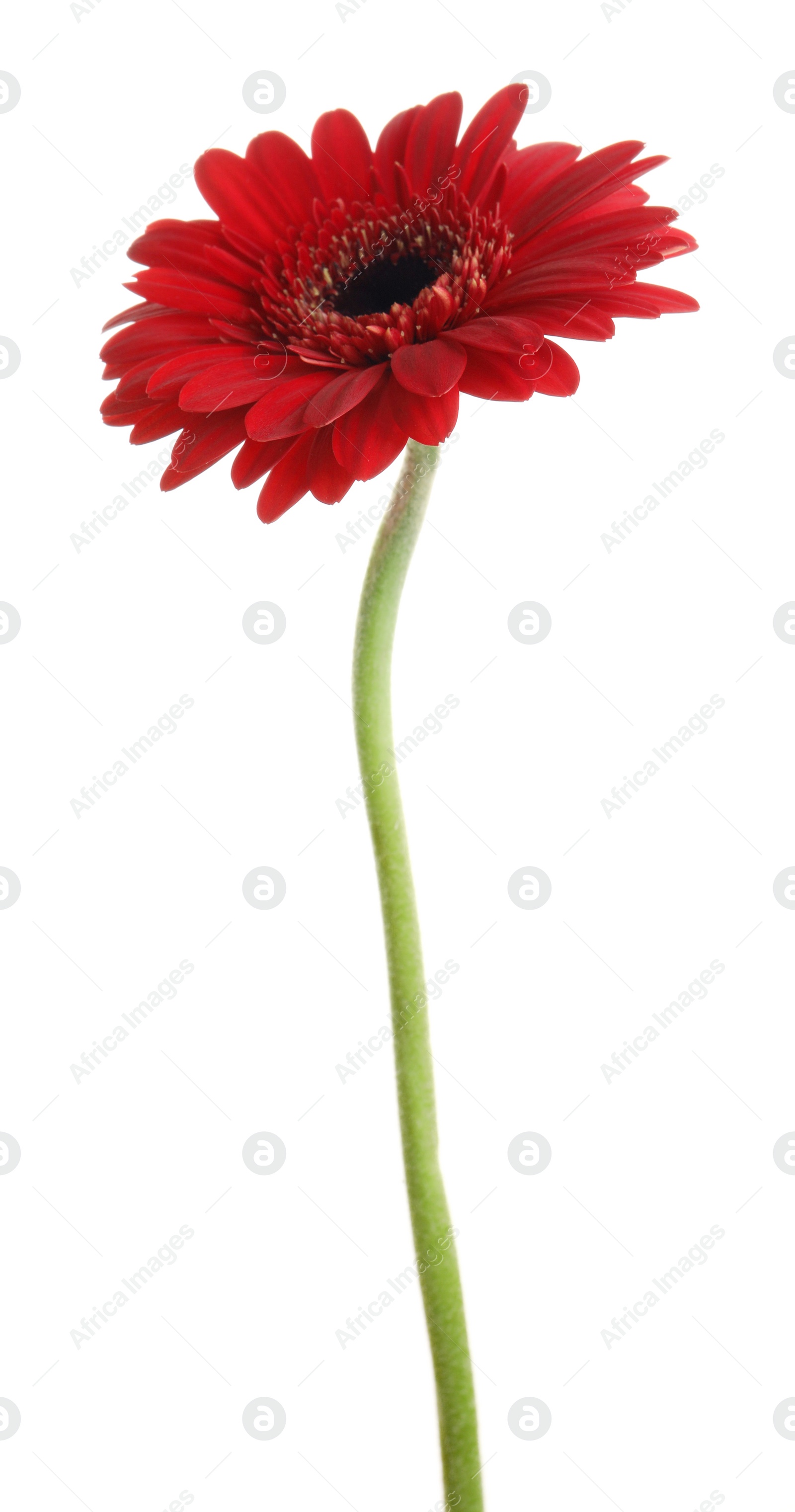 Photo of Beautiful red gerbera flower on white background