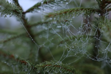 Photo of Cobweb with dew drops on fir tree in morning, closeup