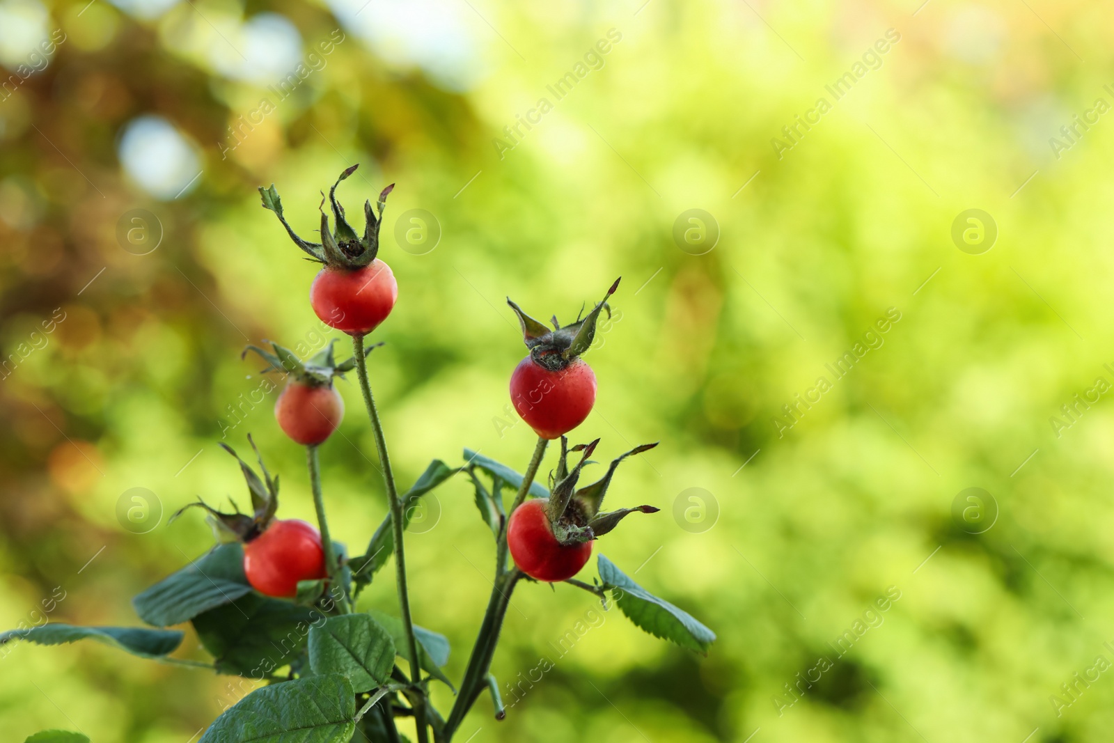 Photo of Ripe rose hip berries on bush outdoors, closeup