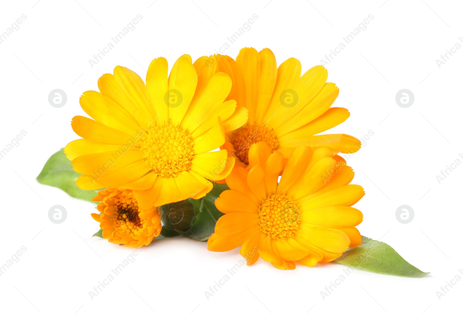 Photo of Fresh beautiful calendula flowers on white background