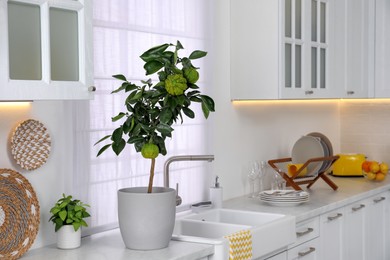 Potted bergamot tree with ripe fruits on countertop in kitchen