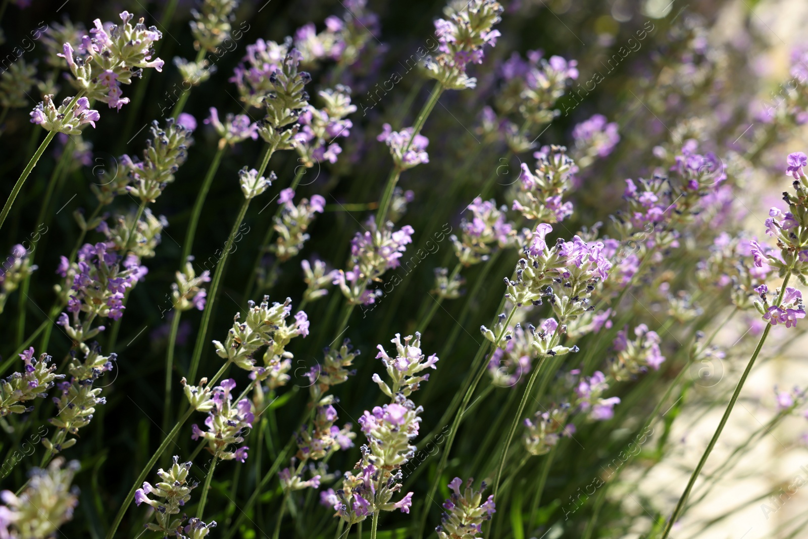 Photo of Beautiful blooming lavender in field on sunny day, closeup