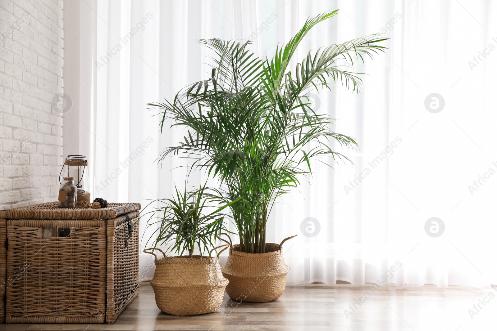 Photo of Beautiful green potted plants in stylish room interior