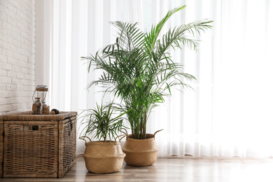 Beautiful green potted plants in stylish room interior