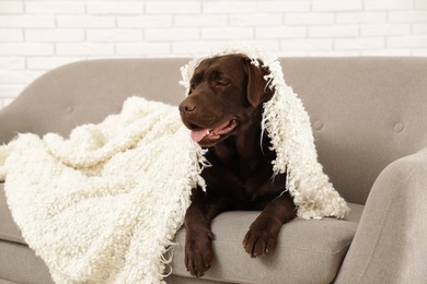 Photo of Chocolate labrador retriever covered with plaid on cozy sofa indoors