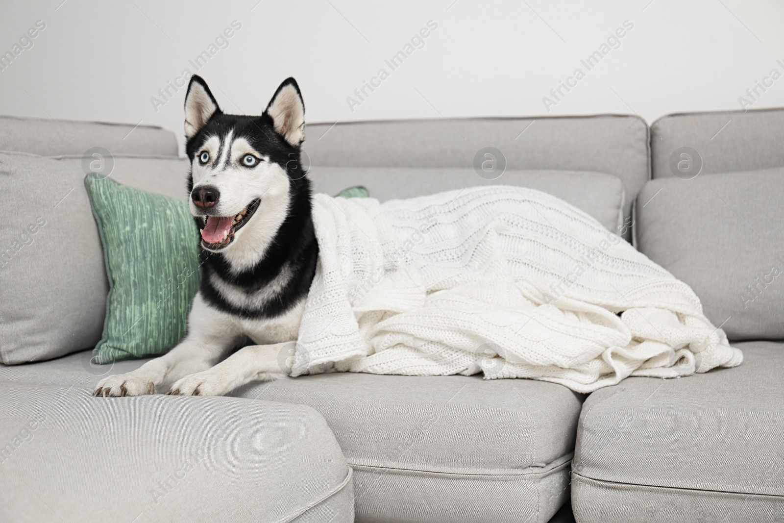 Photo of Cute Siberian Husky dog on sofa at home