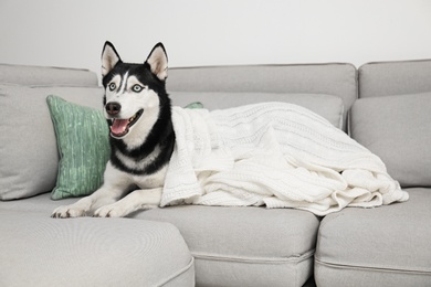 Cute Siberian Husky dog on sofa at home