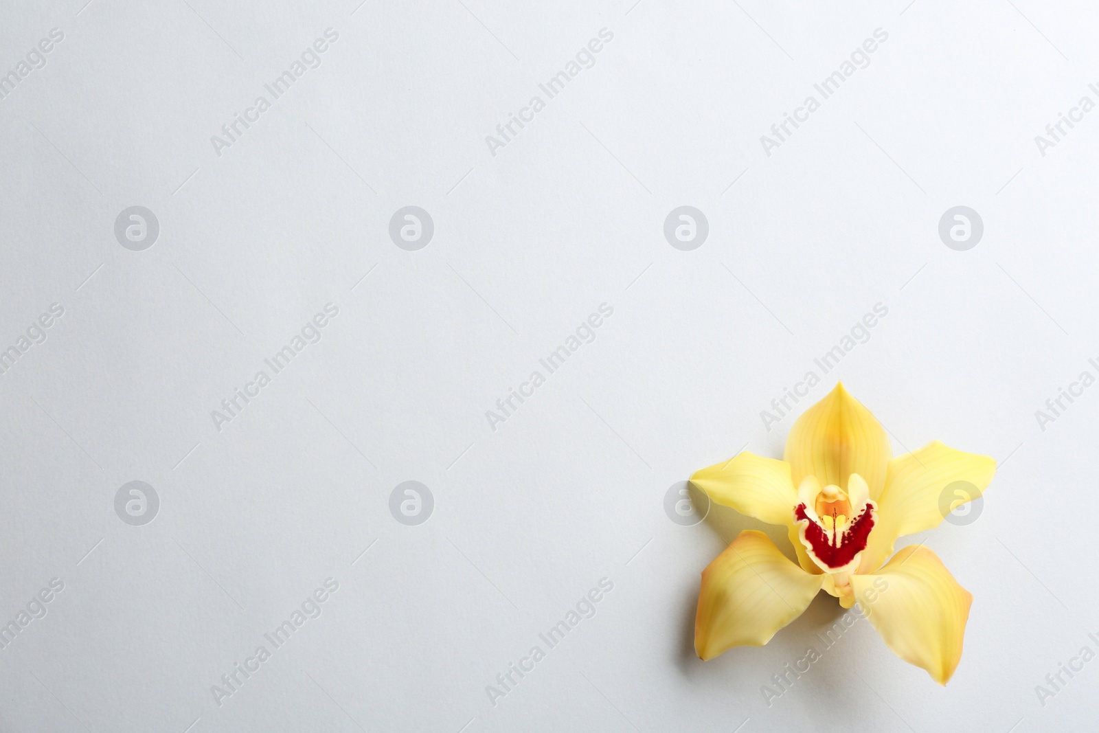 Photo of Beautiful tropical orchid flower on grey background, top view. Space for text