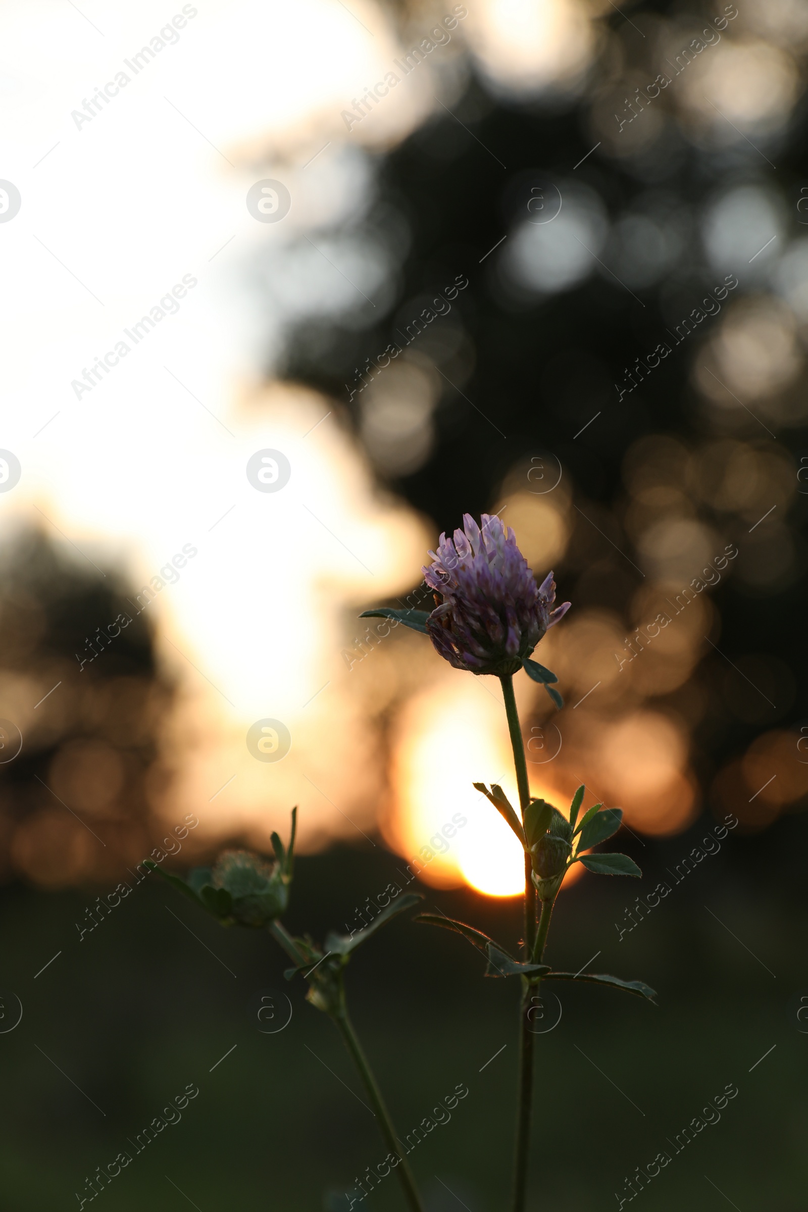 Photo of Beautiful view of clover flower growing at sunset outdoors
