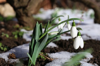 Photo of Beautiful blooming snowdrops growing outdoors. Spring flowers